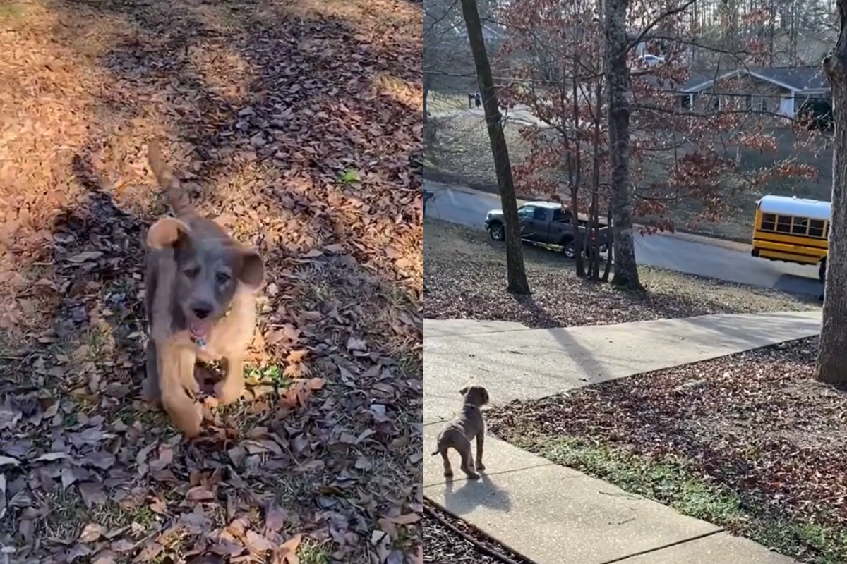 狗狗苦苦等待小主人回家，校車一到化身火箭飛撲上前！（圖／TiKTok帳號：elisabethlndsy）