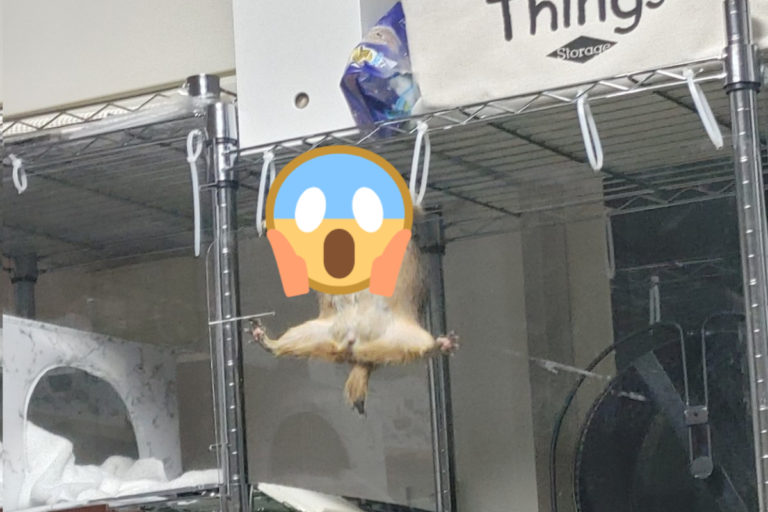 日本一隻土撥鼠日前在層櫃上「做體操」，網友驚呼能參加奧運奪牌了！（圖／twitter帳號shacky_0410）