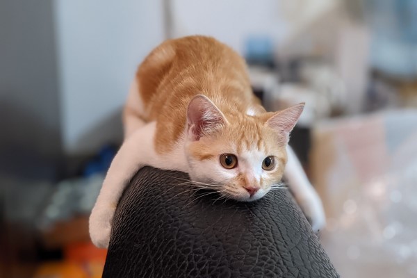 爸曬橘白貓抱沙發「技能照」自嘲：我以為牠是無尾熊！