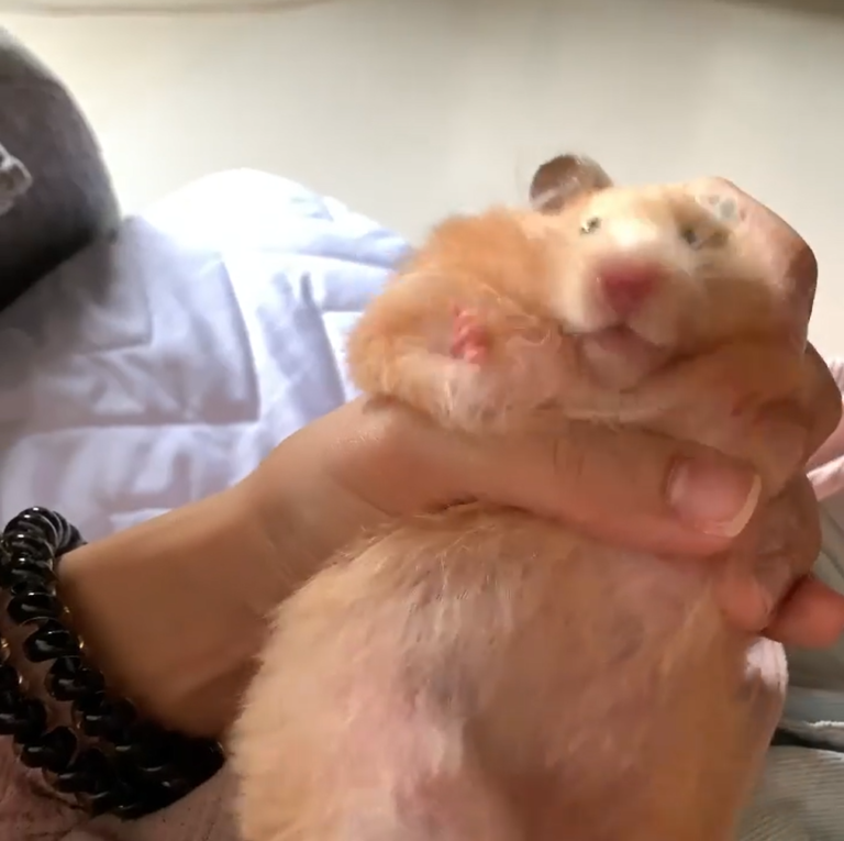胖黃金鼠「抖肉肉」掙脫魔掌　網友推爆：手感一定很讚！