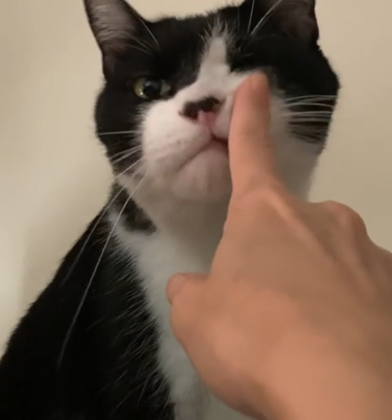 貓貓沒有生氣去咬，反而撒嬌地蹭上去啦！（圖／Instagram帳號：micryo）