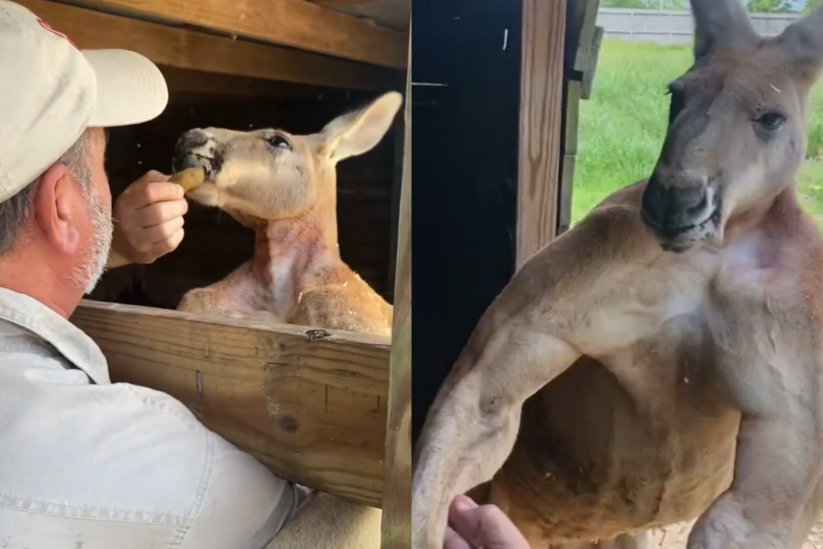 袋鼠露出滿身肌肉，讓男人驚呼連連！（圖／Instagram＠ jayprehistoricpets） 