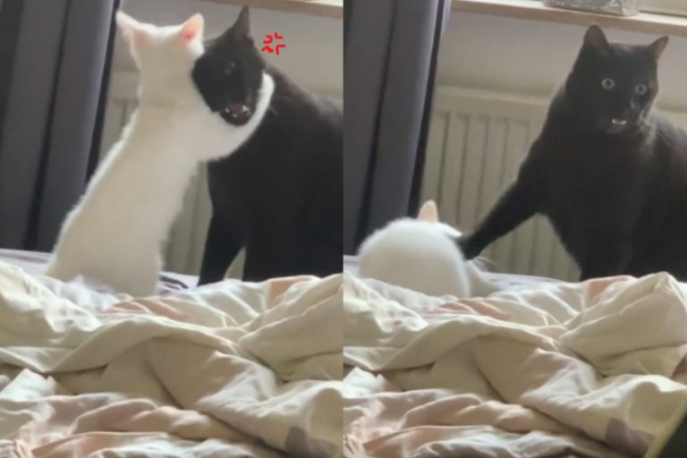 國外一隻小白貓不斷騷擾黑貓哥哥，下一秒就被「壓頭殺」。（圖／tik tok @simbathesimplecat）