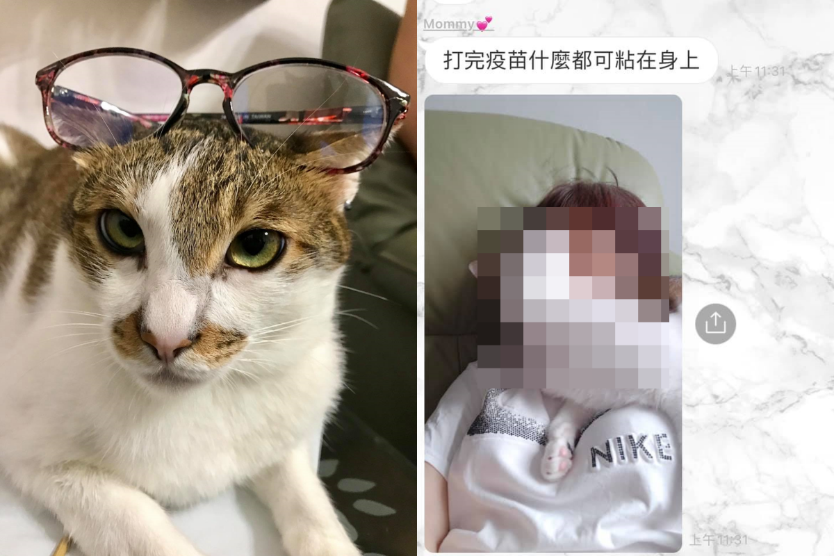 網友媽媽打完疫苗後貓咪黏在身邊，笑稱這是疫苗副作用！（圖／網友邱怡璇授權提供） 