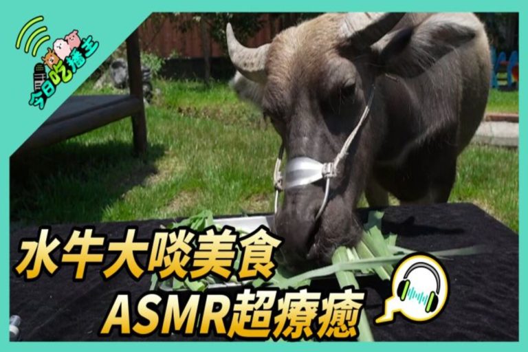 亞洲水牛，大啖美食，模樣逗趣可愛。（圖／NOWnews ）
