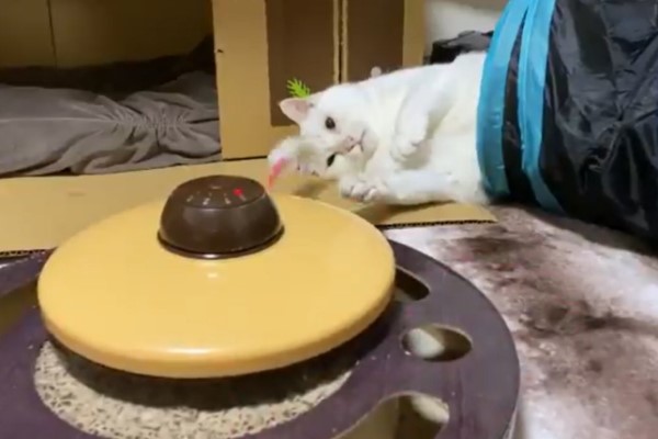 白貓玩自動逗貓器超「佛系」　網一看笑噴：是在抓癢嗎？