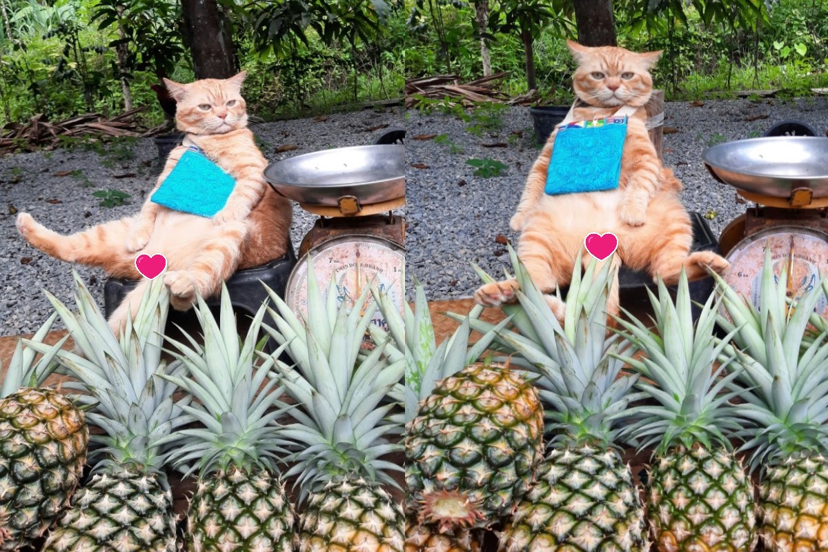 泰國橘貓化身水果攤老闆賣鳳梨，卻一臉懊嘟嘟的模樣！（圖／FB @ละมุดแมวส้ม）