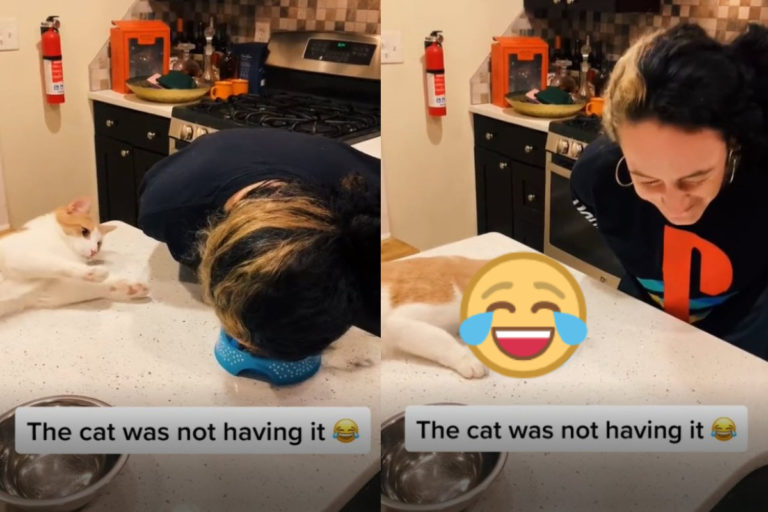 國外一名女子假裝在貓咪面前吃乾乾，而貓咪接下來的反應讓許多網友都笑翻了！（圖／twitter @justinarenass）