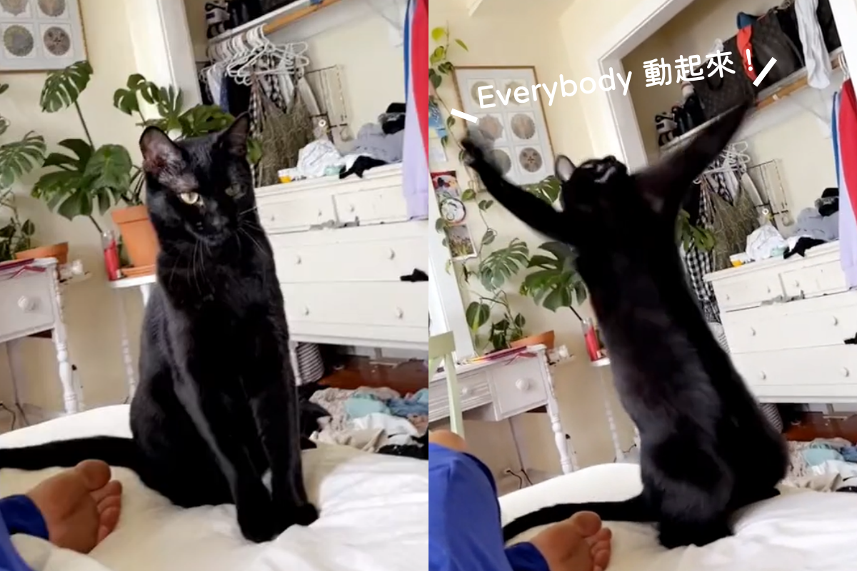 黑貓隨著逗貓棒大秀森巴舞，讓網友們都笑到不行！（圖／TiKTok＠ juicyj716） 