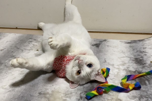 白貓玩自動逗貓器超「佛系」　網一看笑噴：是在抓癢嗎？