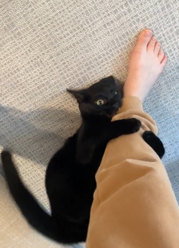 貓：右腳也是我的！（啃）（圖／TiKTok＠ officialdullea）