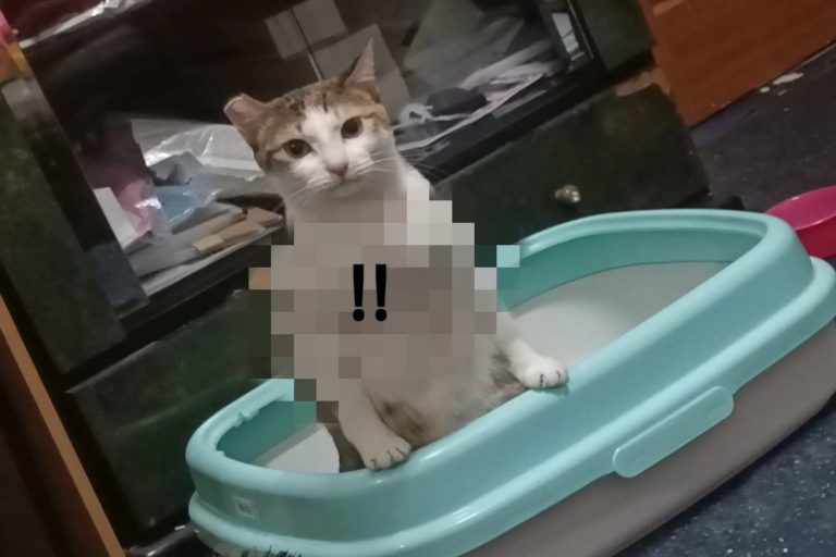 網友蔡小姐家的貓日前意外變成「貓館長」！（圖／網友蔡芳沂授權提供）