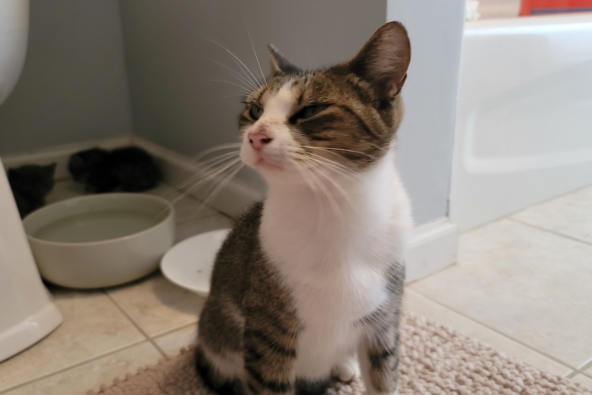 美國一名男子日前遇見一隻浪貓帶小貓來投靠！（圖／FB @Jeffrey Peltier）