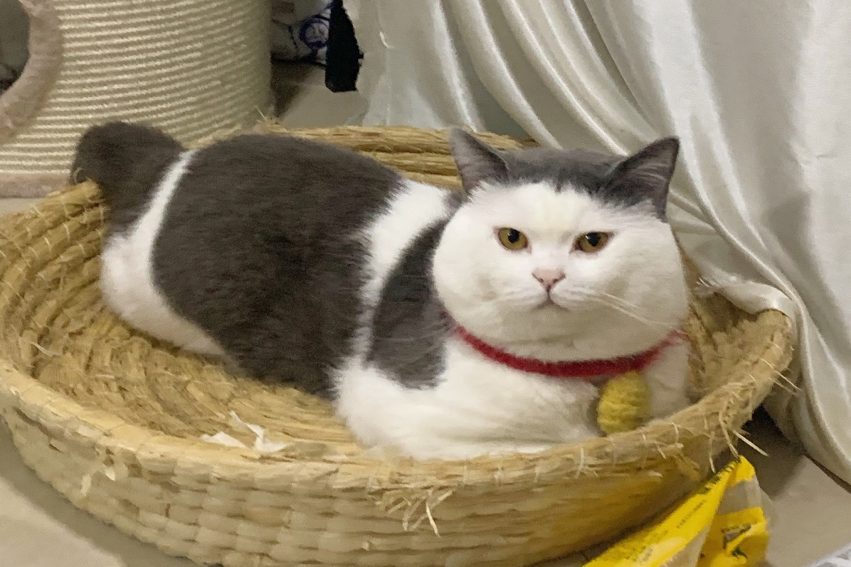 中國有一隻網紅貓「頭盔」天生擁有超短「瀏海」。（圖／小紅書@头盔不秃头）