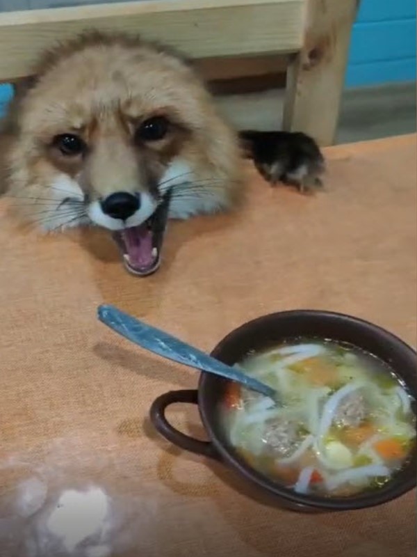 狐狸想偷喝吃湯麵被媽抓包 大聲哇哇叫:給我一口啦!