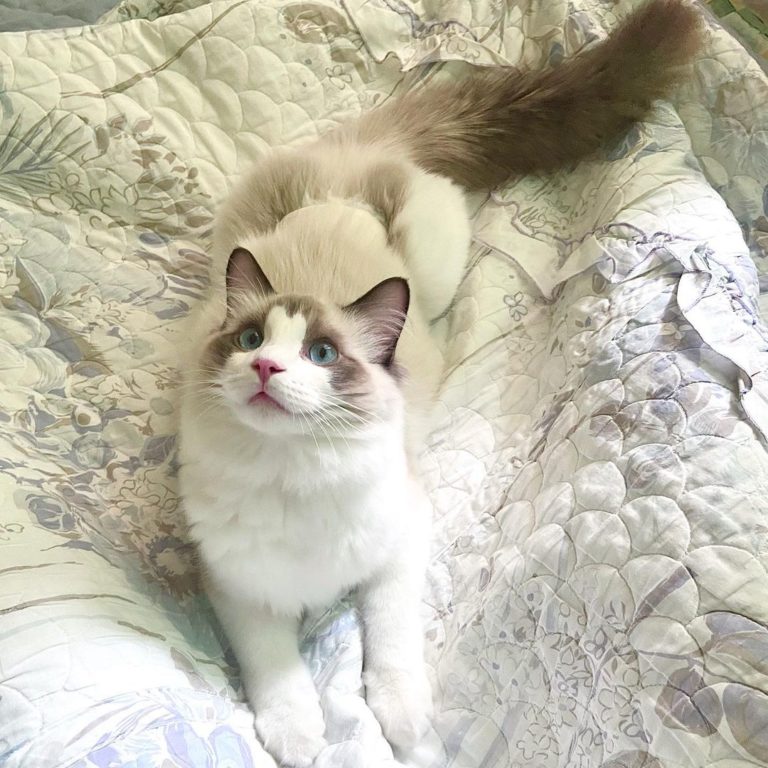 漂亮的大貓Namu。（圖／Instagram＠ goro_namu_woody）