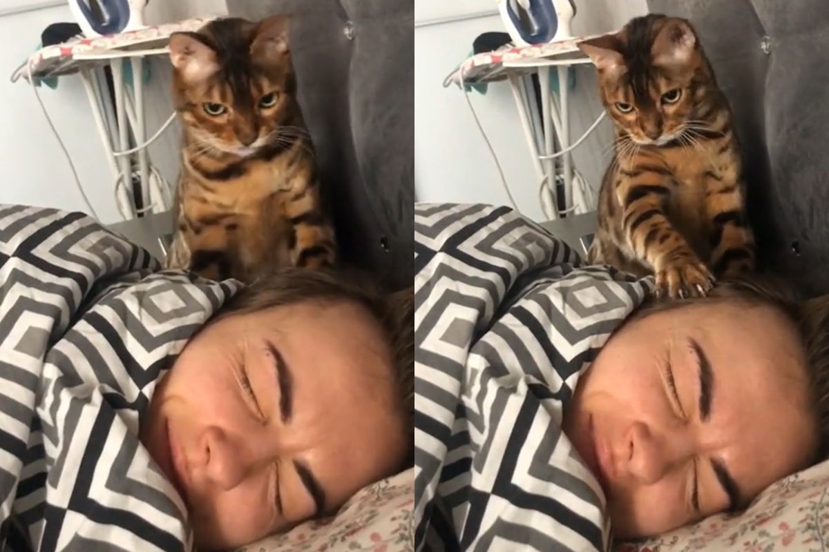 國外的貓咪一早跑到奴才旁邊喵喵作響，就像貓鬧鐘！（圖／TiKTok＠ elenamatiash1）