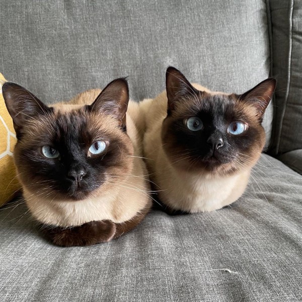 兩隻暹羅貓長相太相似　網：根本複製貼上！
