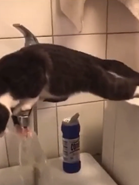 貓腳撐著洗手台，身體前傾至浴缸上的水龍頭玩水。（圖／TiKTok＠ lil_minako）