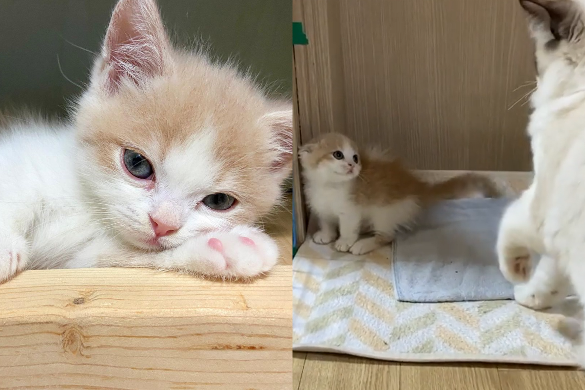 小貓被打後想裝兇，表情和動作卻透漏了牠的害怕。（圖／Instagram＠ goro_namu_woody） 