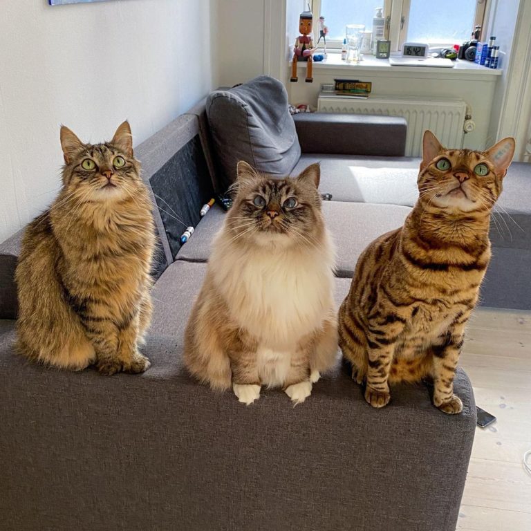 家裡有三隻貓咪，分別是Nala、Nelly、  Gilbert。（圖／Instagram＠ missenell）