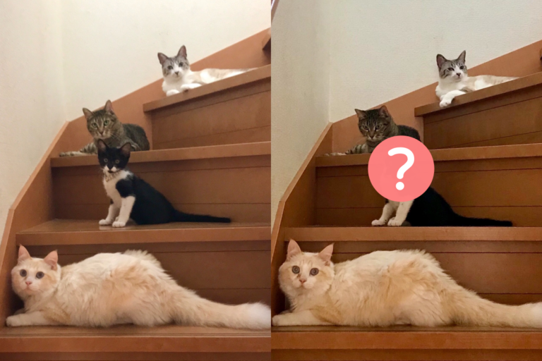 奴才想上樓，卻被四隻貓咪堵在樓梯口。（圖／Twitter@ omochi_nam01） 