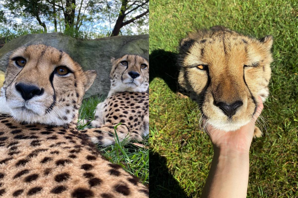 撒嬌獵豹被撫摸，發出「呼嚕呼嚕」超萌聲音！（圖／Facebook@ wildcatcentre ） 