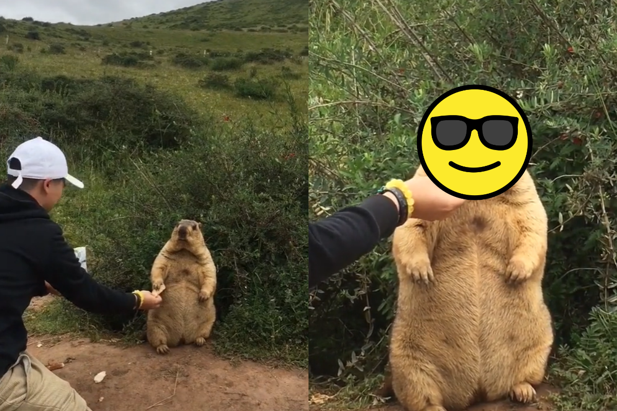 國外一隻肥嘟嘟身材的土撥鼠，傲嬌要人餵餅的影片在網路爆紅！（圖／TikTok @usero4nh0inev6）