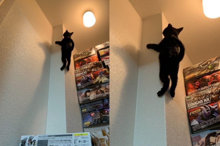 黑貓竟然在牆柱上攀爬！（圖／twitter @death13_SaRaRi）