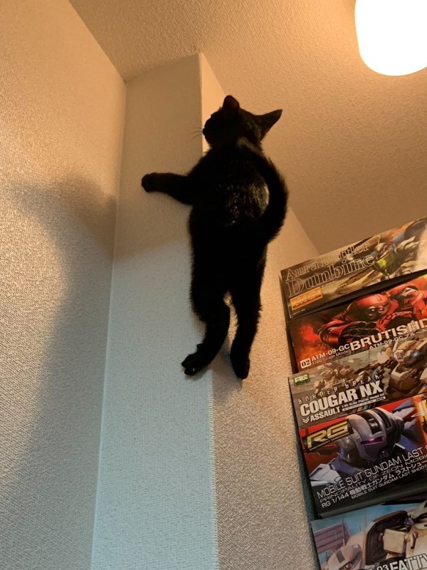 主人驚見牆柱上「黑黑的」　傻眼愣住：我養了蜘蛛貓？