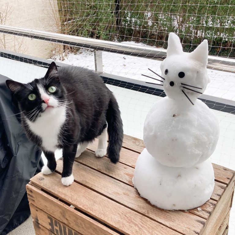 Cleo與貓咪雪人。（圖／Instagram＠ 2chaoscats ）