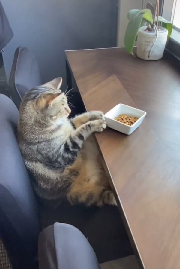 虎斑貓「大叔坐」睡到翻白眼　主人驚：像極喝醉的我！