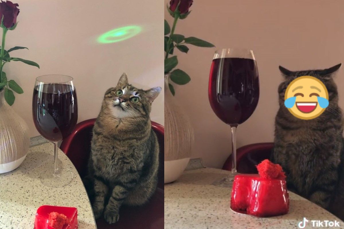 國外一隻貓咪坐在吧檯前，眼神卻逐漸厭世。（圖／IG @loveyoustepan）