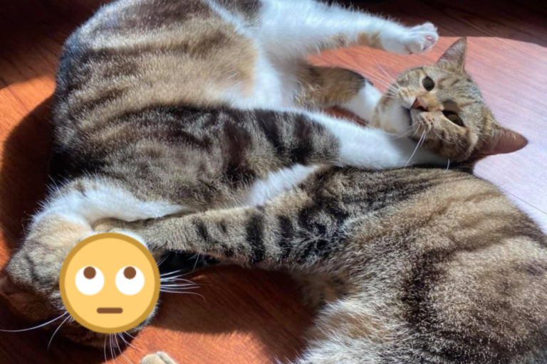 網友林小姐的兩隻貓咪日前互相掐脖鎖喉！（圖／網友林郁濃授權提供）