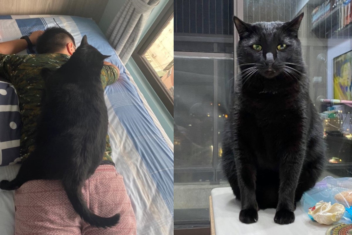 黑貓「哺哺」體型相當巨大，快把奴才壓扁了！（圖／網友Ann Chan授權提供）