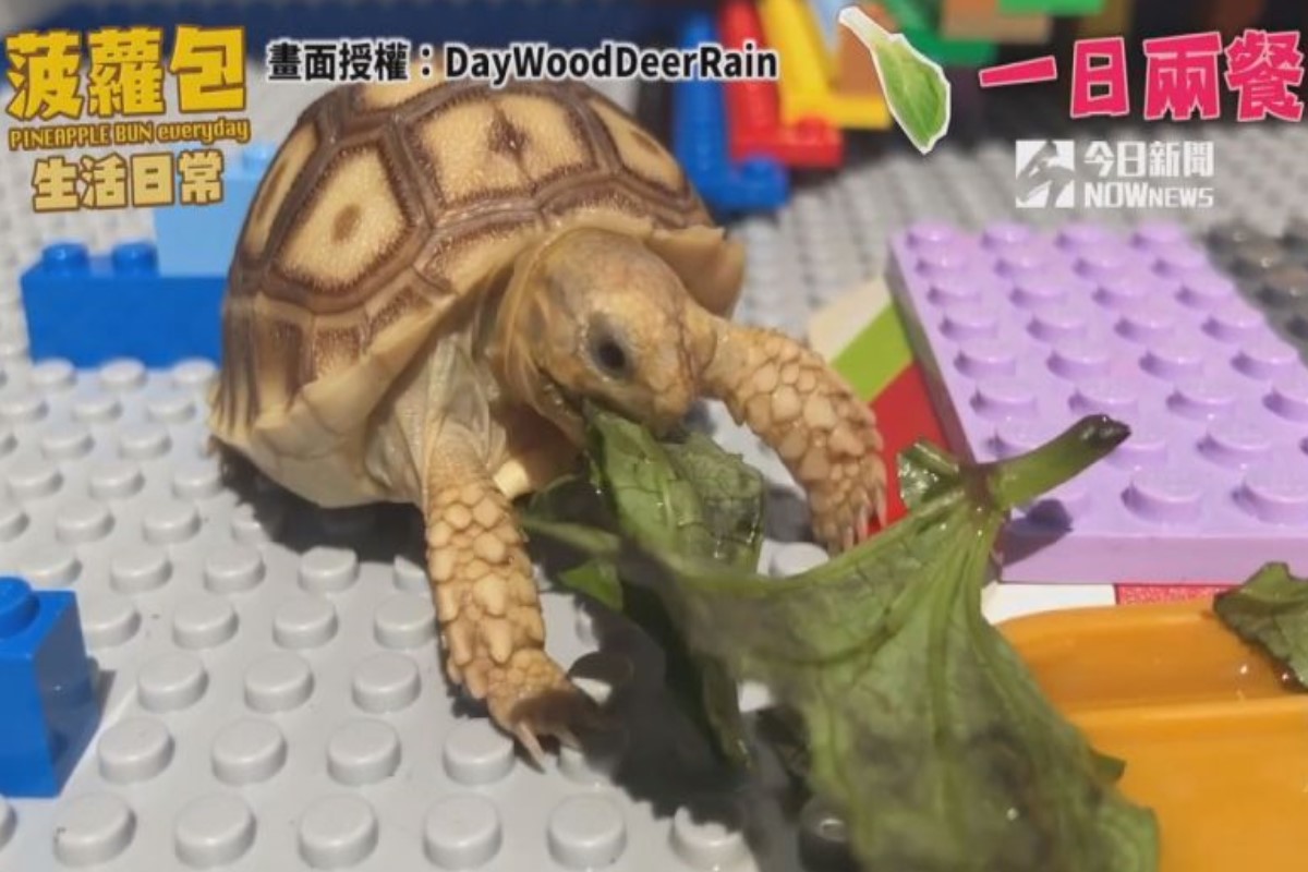 可愛陸龜「菠蘿包」，吃葉子模樣萌翻全網。(圖／DayWoodDeerRain 授權)