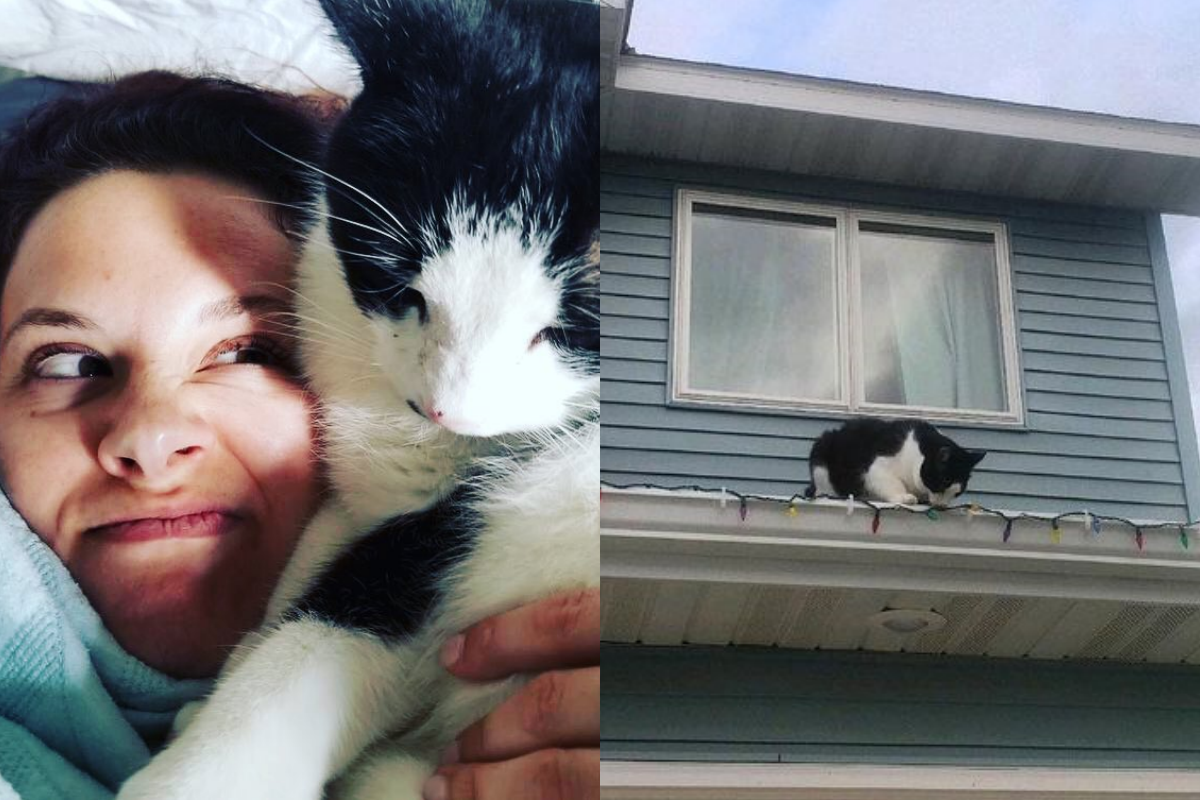 奴才發現自家主子莫名被刊上貓咪走失社團，原來是牠白天「事業做很大」！（圖／Instagram＠ mycatdoesmeth） 