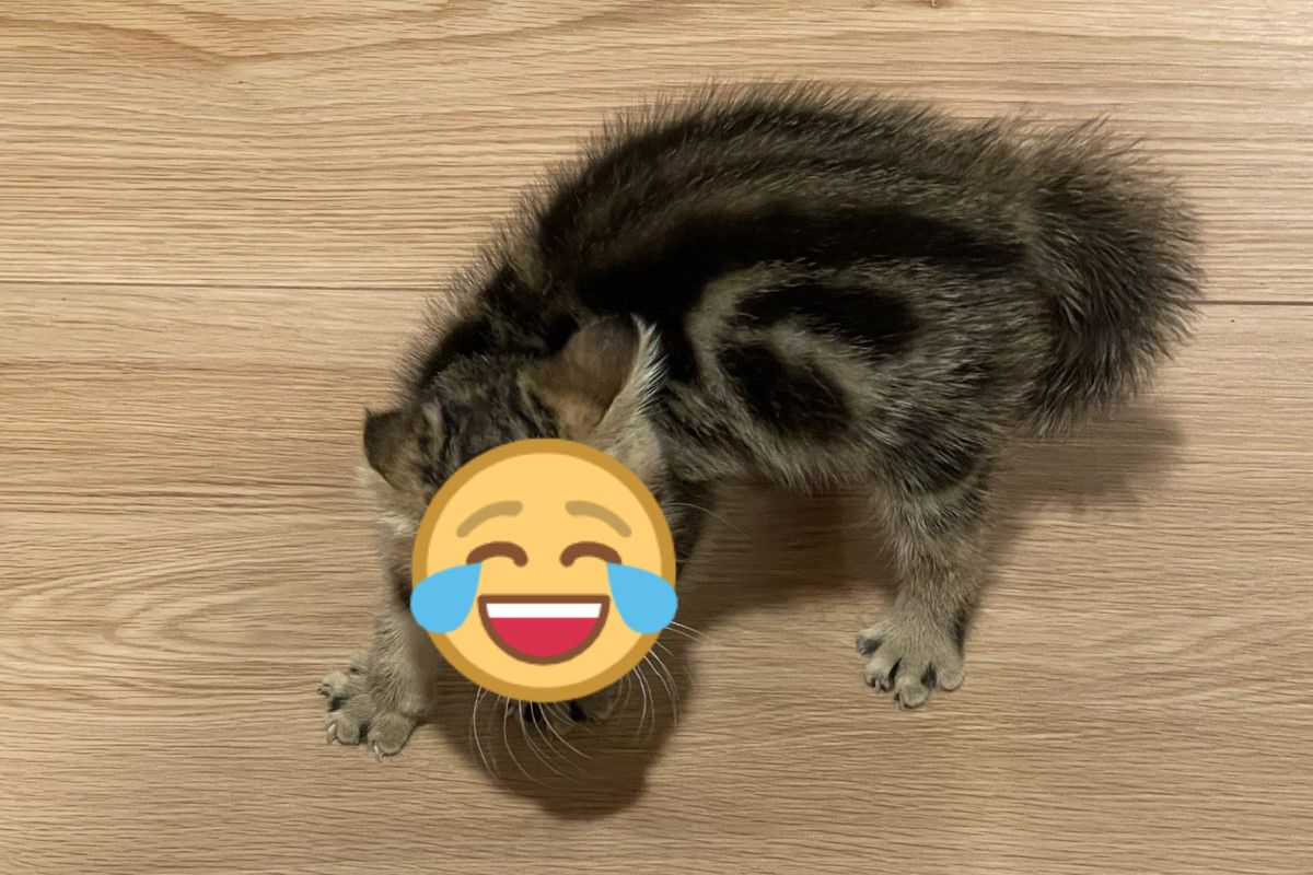 小貓看見換新造型的奴才竟然炸毛一臉森七七！（圖／twitter @roy_and_may）