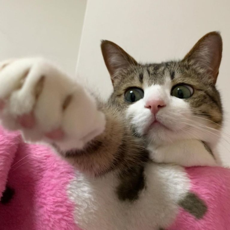 貓：給你看手手，以後幫我關燈好不好？（圖／Instagram＠ suzume0513）