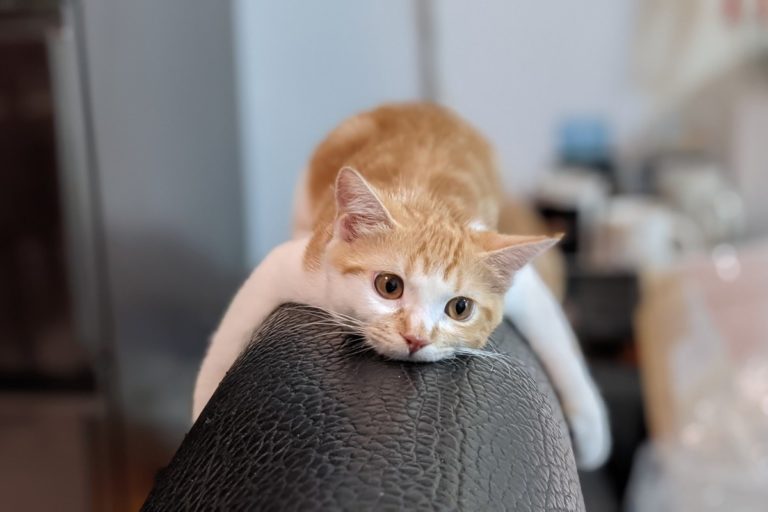 網友周先生家的橘白貓喜歡在沙發上當「無尾熊」。（圖／網友周恒泰授權提供）