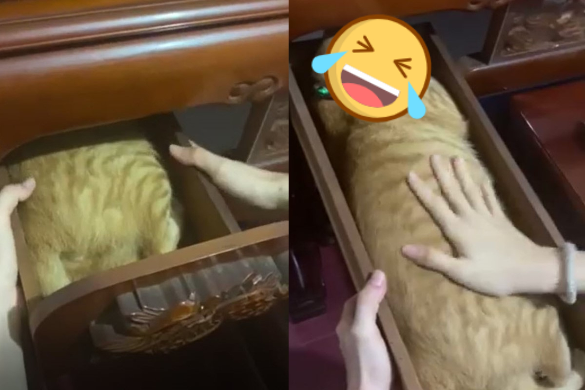 網友鄭先生家的神桌抽屜拉開來竟然有一條「虎皮蛋糕」！（圖／網友鄭吉富授權提供）