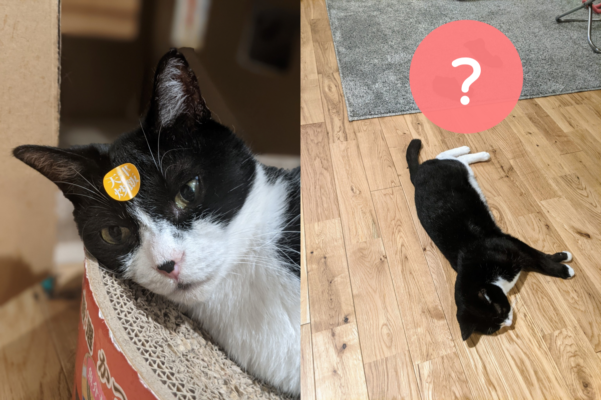 賓士貓躺在地上，腳邊還擺著黑襪，彷彿是牠剛脫下的一樣。　（圖／Twitter@ mtstmk） 