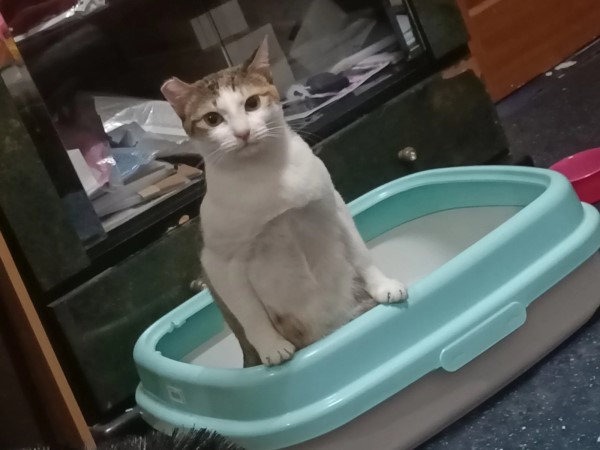 貓咪上廁所意外露出「館長」氣息　媽嘆：母貓長這樣好嗎？