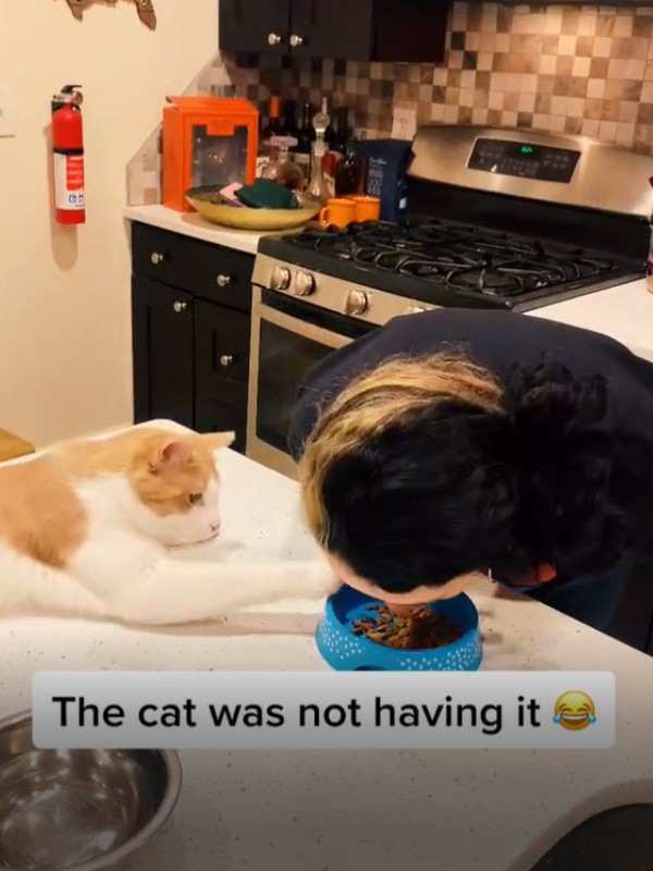 奴才假裝吃乾乾　貓咪下一秒竟這樣做：這偶的碗欸！