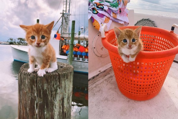橘貓從小與狗一起長大熱愛游泳乘船：我是海灘boy！