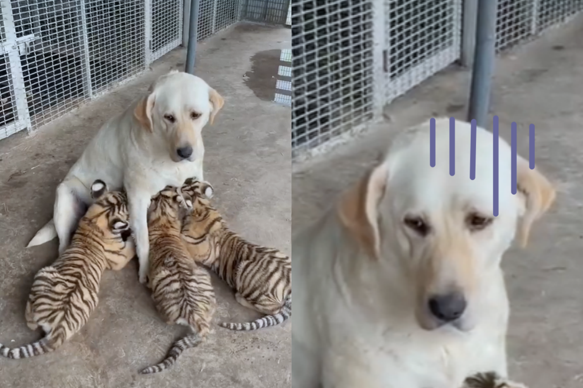 動物園的虎媽拒絕餵奶，派出狗奶媽讓三隻虎寶寶吸奶。（圖／TikTok帳號cutehomeee）