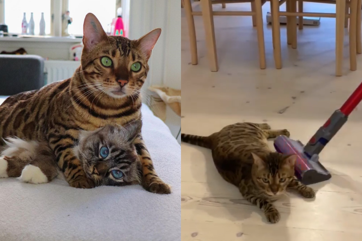 奴才拿吸塵器吸地，路霸貓堅持擋路不走，無計之下只好祭出這招！（圖／Instagram＠ missenell） 