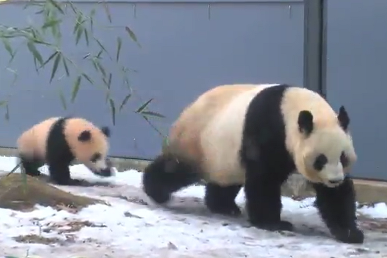 大熊貓遭幼崽「衝撞屁屁」　力道太大竟軟腳跌地！
