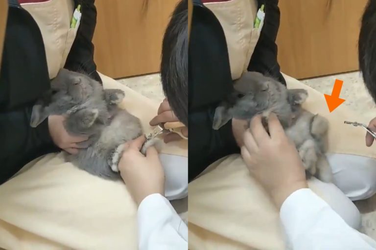 日本一隻垂耳兔剪指甲時瘋狂抖腳！（圖／twitter帳號shelachannel）