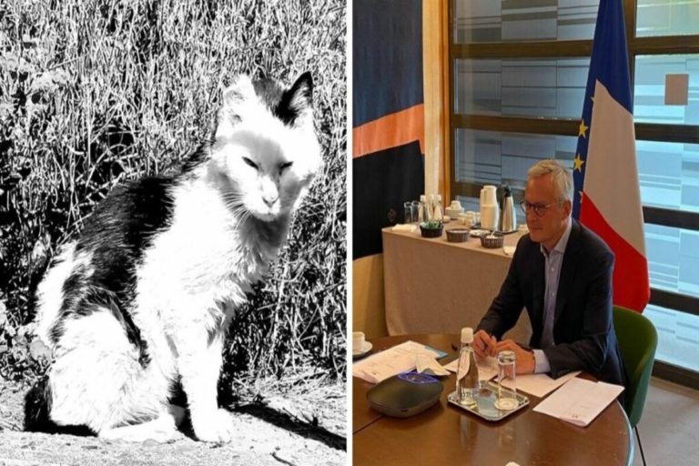 法國財政部任職22年貓咪去世　部長再領養一隻接續前任
